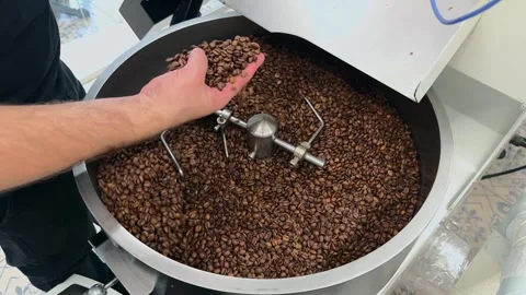 Medium Shot of Unrecognizable Professional Coffee Roaster Hand Scooping and.. 스톡 동영상 332155592