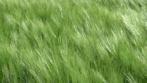 Medium shot unripe ears of corn blown by the wind. Video stock 154584560