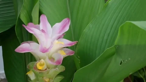 Medium Shot Of Vibrant White Turmeric Flower Curcuma Zedoaria Blooming In Nature Video stock 342586911