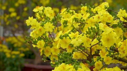 Medium Shot Vibrant Yellow Mai Flowers Full Bloom Tet Stock Footage 328961702