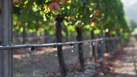 Medium shot of a vineyard drip irrigation system highlights agricultural water Stockbeeldmateriaal 130802161