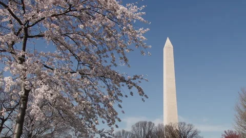 Medium shot of the Washington Monument with cherry blossoms 1080p24 Stock Footage 244339324