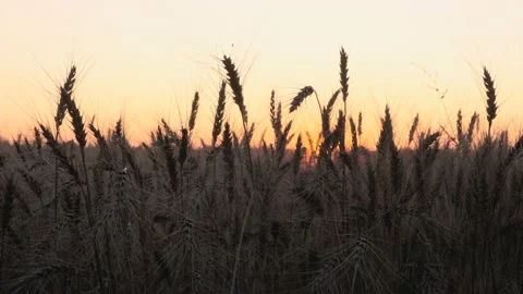Medium shot. Wheat field landscape at sunset in autumn Stock Footage 136956171