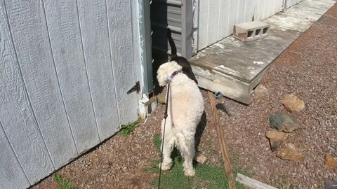 A Medium Shot of a White Dog and Black Cat Stock-Footage 159082108