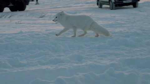 Medium shot of a white fox in the tundra. Wild animal Stock Footage 170054902