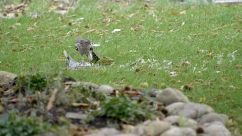 Medium shot white hawk eats its prey in the green grass. 库存影片 145521335