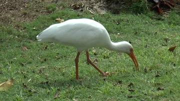 Medium Shot of a White Ibis Walking on Grass Stock Footage 85645680