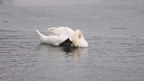 Medium shot of a white mute swan preening its feathers while floating Stock Footage 338165749