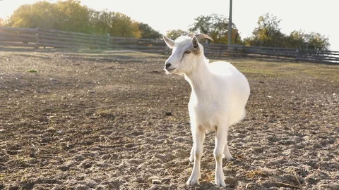 Medium shot. White young goat looks straight. Goat looking at the camera Stock Footage 128546379