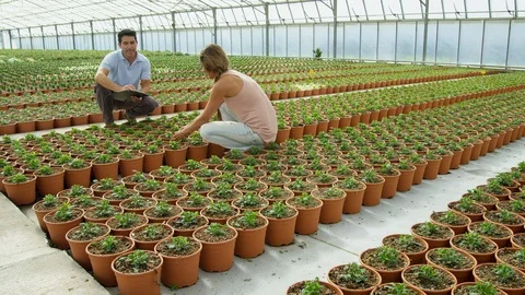 Medium Shot, Wide Shot, Dolly Shot, 30 Seconds Or Greater, Indoors, Day, Potted Stock Footage 94078444
