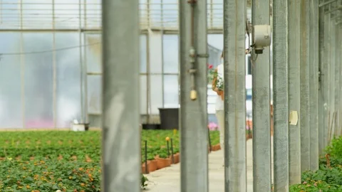 Medium Shot, Wide Shot, Tracking Shot, 30 Seconds Or Greater, Walking, Carrying, Stock Footage 94078742