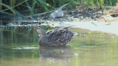 Medium shot of a wild brown duck preening its feathers and shaking its head 库存影片 337979687