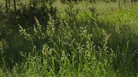 Medium shot of wild green grass stalks in sunny forest meadow Stock Footage 337390391