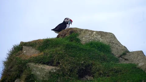 Medium shot of wild Puffin Bird catching fresh fish and resting on rock Stock Footage 252788729