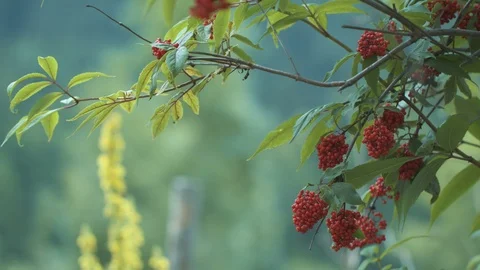 Medium shot of wild red currants Stock Footage 94957525