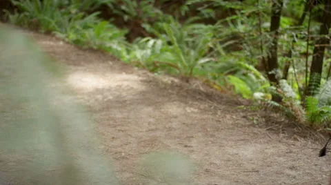 Medium shot of woman's legs as she walks along a hiking path Stock Footage 44790980