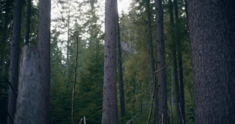 Medium Shot of Woods Forest In Mountains Video stock 236510984