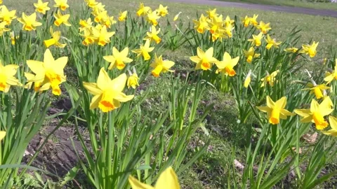 Medium shot of yellow daffodils swaying in the wind on lush green grass Stock Footage 303815385