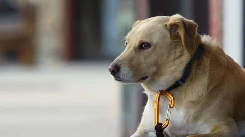 Medium shot of yellow lab dog with carabiner on collar Видео 116744149