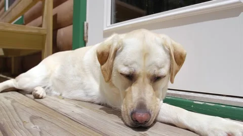 Medium Shot Yellow Lab Sleeping on a Deck Stock Footage 154506575