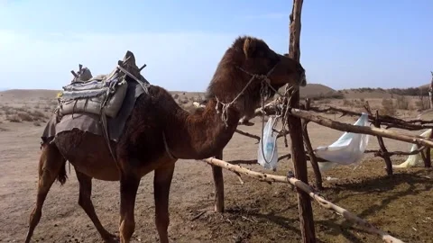 Medium shot of a young camel outside a camel stable, stock footage. Stock Footage 304816576