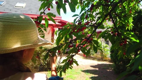 Medium Shot of Young Girl Learning to Harvest Ripe Red Cherries from Tree Stock Footage 337181520