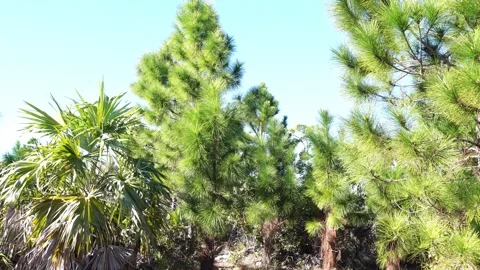 A medium shot of young longleaf pines and saw palmetto under a clear blue sky. Stock Footage 332973394