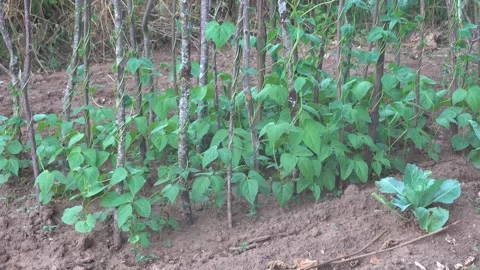 Medium shot of young pole bean vines climbing natural wooden stake supports.. Stock-Footage 345955730