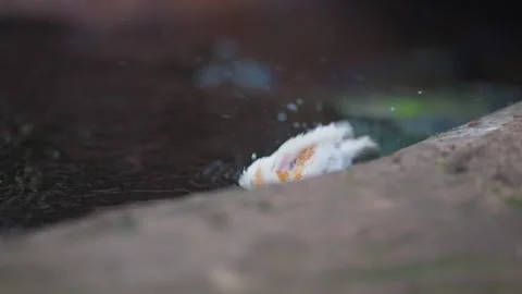 Medium shot of a Zebra Finch bathing at the edge of a shallow water source Stock Footage 338066785