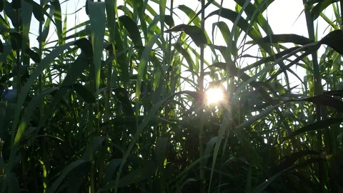 Medium shot/POV in cane thicket, at sunrise. Moving slowly, waiting. 库存影片 148512486