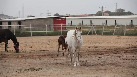 Medium shots of horses and their foal horse, ponies in Cesme, Turkey Stock Footage 130320646