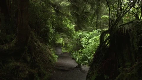 Medium shots of thick dark forest trail (2 clip sequence) Stock Footage 75396925
