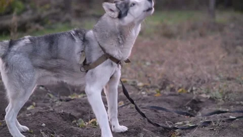 Medium side shot of full-body husky staring ahead, then turning to bark 库存影片 312991273