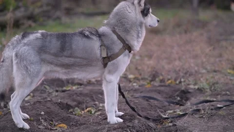 Medium side shot of husky standing still, staring at camera, then turning 库存影片 312991256