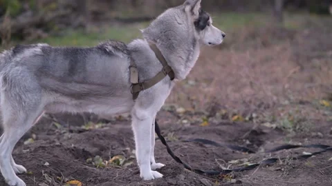 Medium side shot of husky standing still 库存影片 312991261