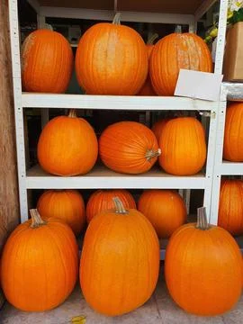 Medium size and big orange Halloween pumpkins on shelves in store Stock Photos