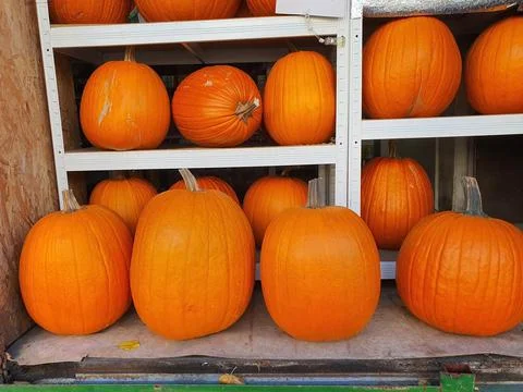 Medium size and big orange Halloween pumpkins on shelves in store Stock Photos
