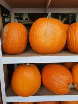 Medium size and big orange Halloween pumpkins on shelves in store Foto stock