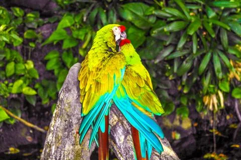 Medium size parrots Foto stock
