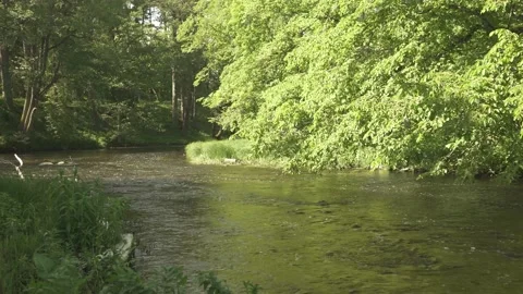 Medium size river flowing through forest in sunny summer day Stock Footage 159981196