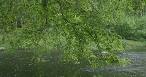 Medium size river with a tree brunch hanging over in summer evening Stock Footage 159980614
