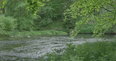 Medium size river with a tree brunch hanging over in summer evening Stock Footage 159980686