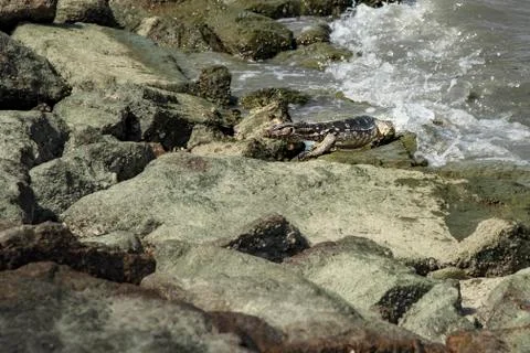 Medium size warrant lizard getting out from the sea toward warm rocks of Pena Stock Photos