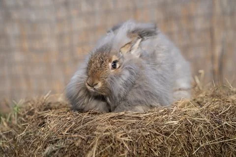 Medium sized Angora gray rabbit sitting on a haystack on a sunny day Stock Photos