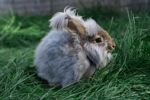 Medium sized Angora gray rabbit sitting on green grass on a sunny day befor.. Stock Photos