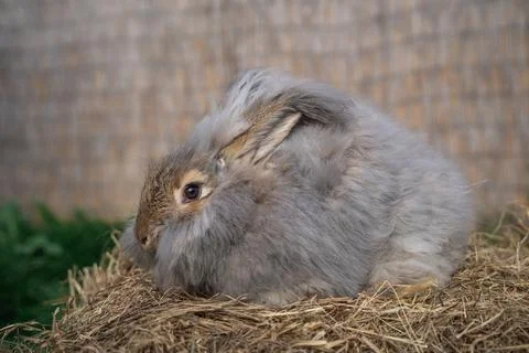 Medium sized Angora gray rabbit sitting on a haystack on a sunny day Stock Photos