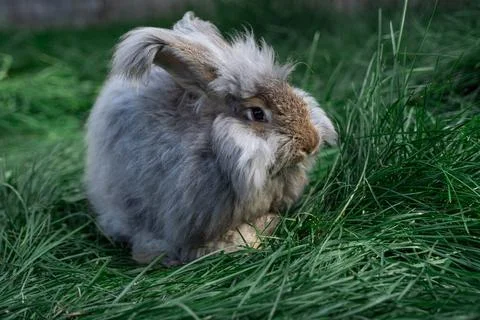 Medium sized Angora gray rabbit sitting on green grass on a sunny day Stock Photos