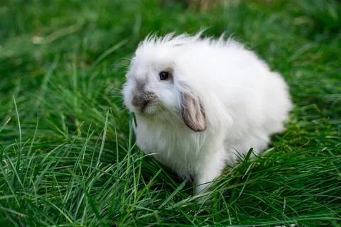 Medium sized Angora white rabbits sitting on green grass on a sunny day Stock Photos