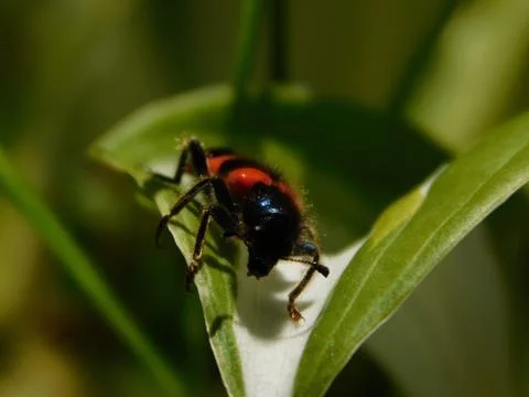 Medium sized beetle Fotos Stock