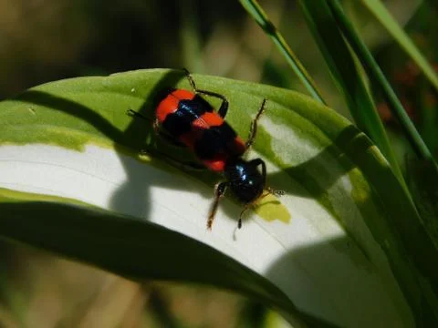 Medium sized beetle Stock Photos